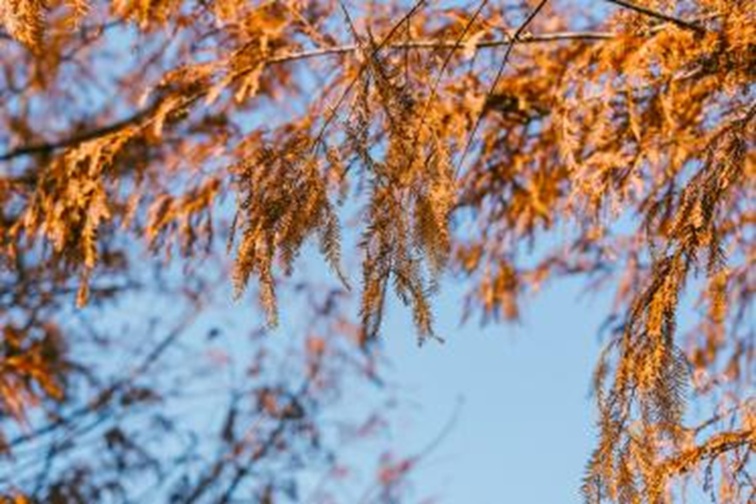 青浦河长:城中美湖,静谧安然 青浦河长:城中美湖,静谧安然