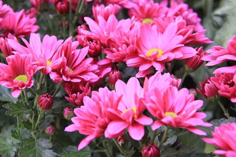 农文旅商体展资讯：青浦区2025年11月活动速览