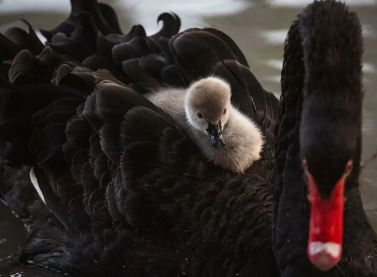 柿子熟了,快来青浦邂逅最“甜蜜”的秋!再不来就要等一年了! 柿子熟了,快来青浦邂逅最“甜蜜”的秋!再不来就要等一年了!