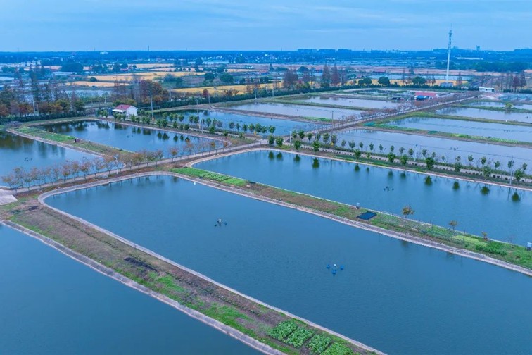 江南春景水一半，12处小流域绘青浦生态美域