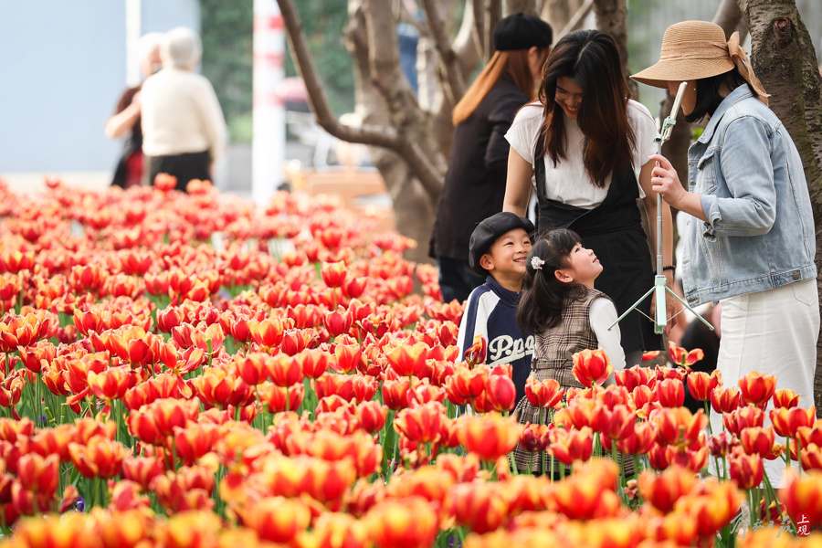 黄浦滨江鲜花绽放 感受春天的浪漫与诗意
