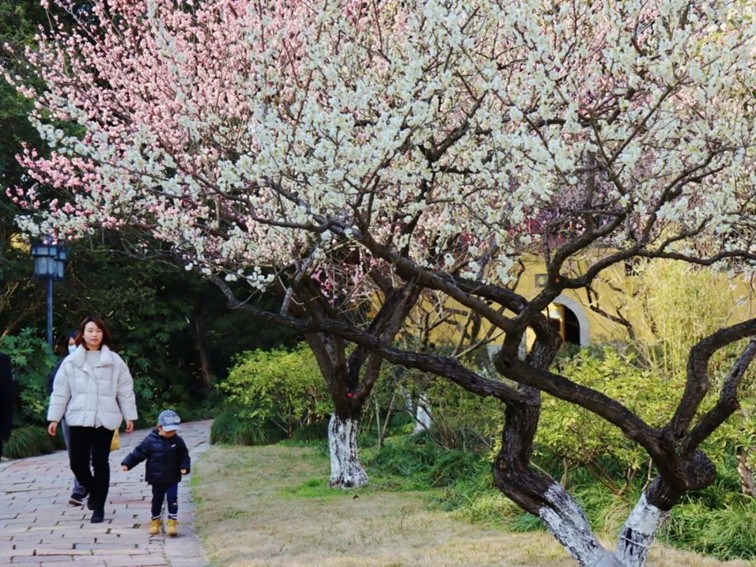 江南梅花季丨开往春天的列车已上线！抓紧冲，青浦梅花已绽放80%！