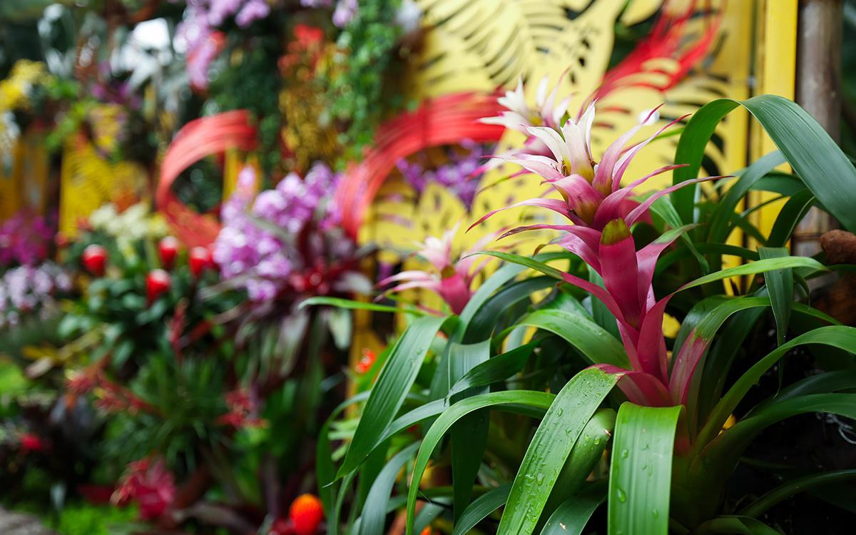 蝶飞凤舞 4.jpg 蝶飞凤舞 4.jpg