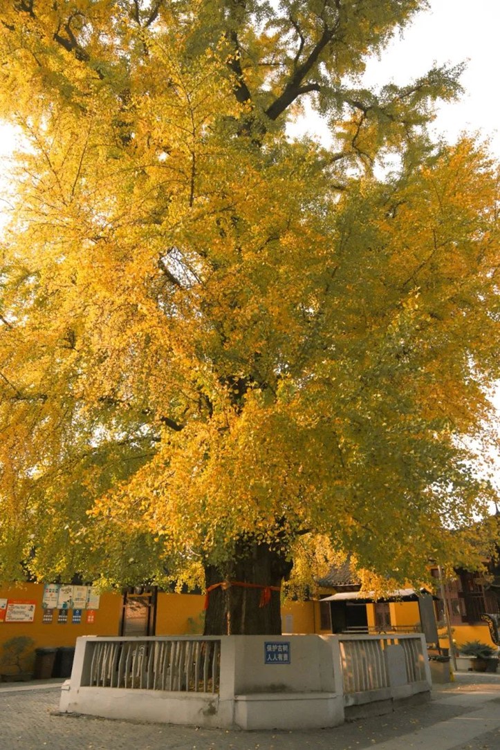 银杏落金,青浦迎来了年度“最闪亮”时刻! 银杏落金,青浦迎来了年度“最闪亮”时刻!