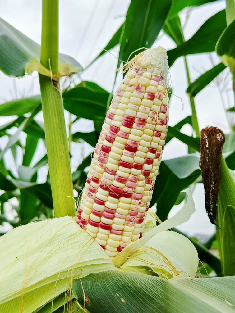 青浦区青年中心一周活动预告:“玉”你相遇在美好的秋季~ 青浦区青年中心一周活动预告:“玉”你相遇在美好的秋季~