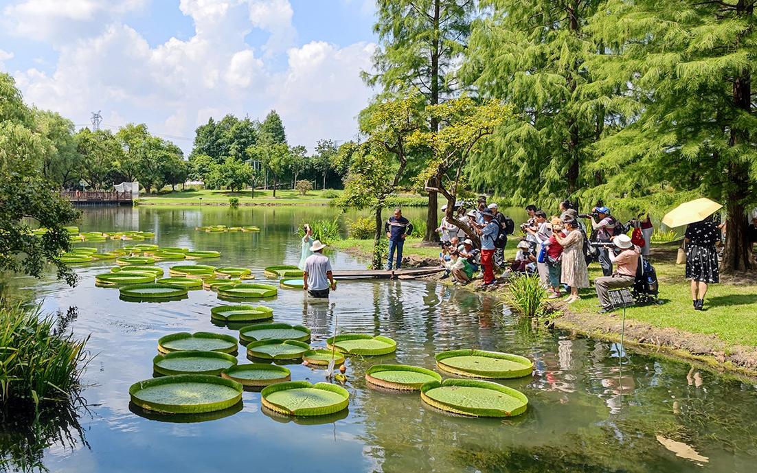 辰山 “百变萌娃坐王莲”活动顺利开展 (9).jpg 辰山 “百变萌娃坐王莲”活动顺利开展 (9).jpg