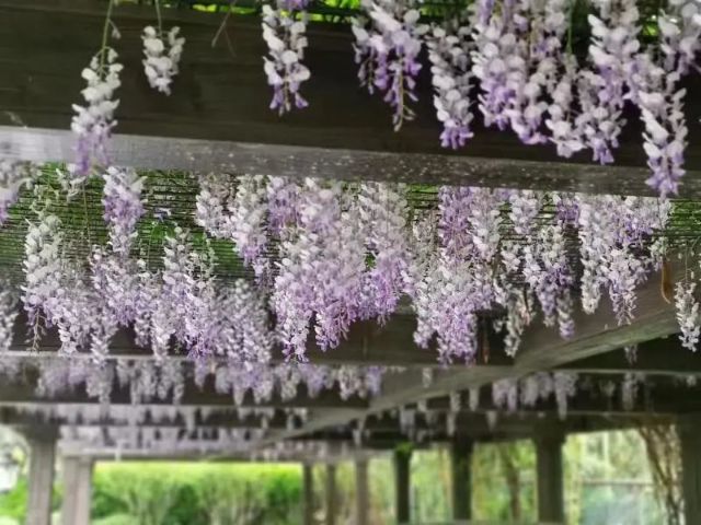 1119_122801_889.jpg 微信图片_20241119122635.jpg