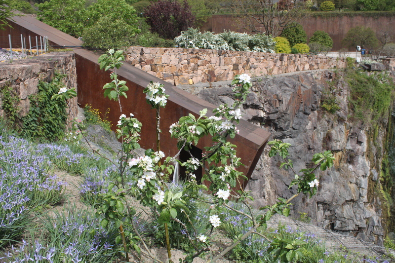 牛顿苹果树开花。 杨婉韵 摄 .jpeg 牛顿苹果树开花。 杨婉韵 摄 .jpeg