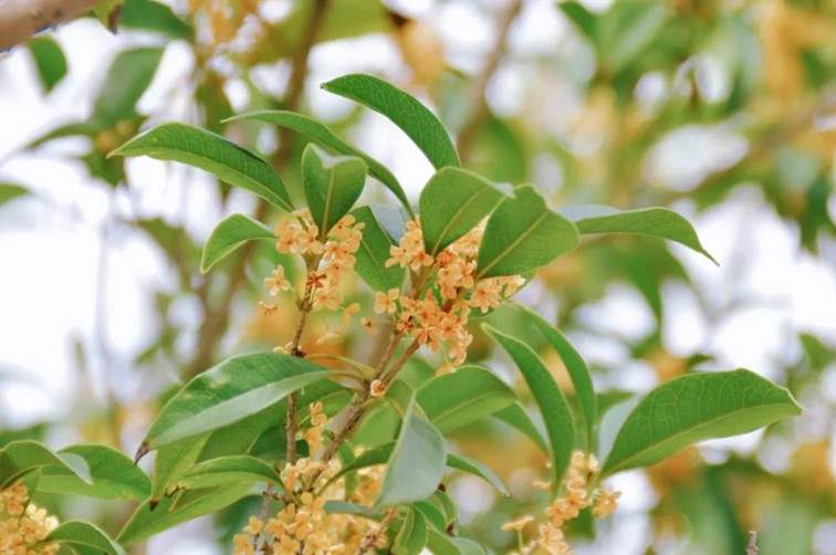 香满秋·一起游|人间十月,桂香满襟!青浦绝佳赏桂地,原来在这里! 香满秋·一起游|人间十月,桂香满襟!青浦绝佳赏桂地,原来在这里!