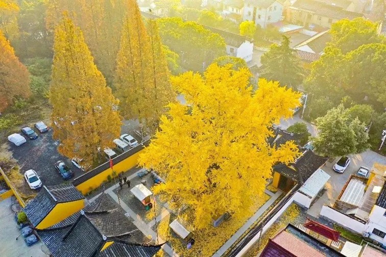 银杏落金,青浦迎来了年度“最闪亮”时刻! 银杏落金,青浦迎来了年度“最闪亮”时刻!
