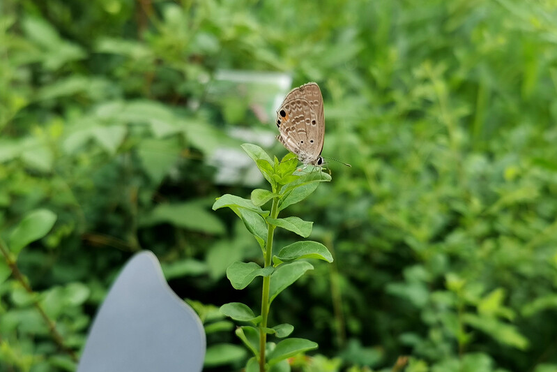 中泾生境花园里的蝴蝶。从种下“对口”植物到蝴蝶出现,只隔了个把月.jpeg 中泾生境花园里的蝴蝶。从种下“对口”植物到蝴蝶出现,只隔了个把月.jpeg