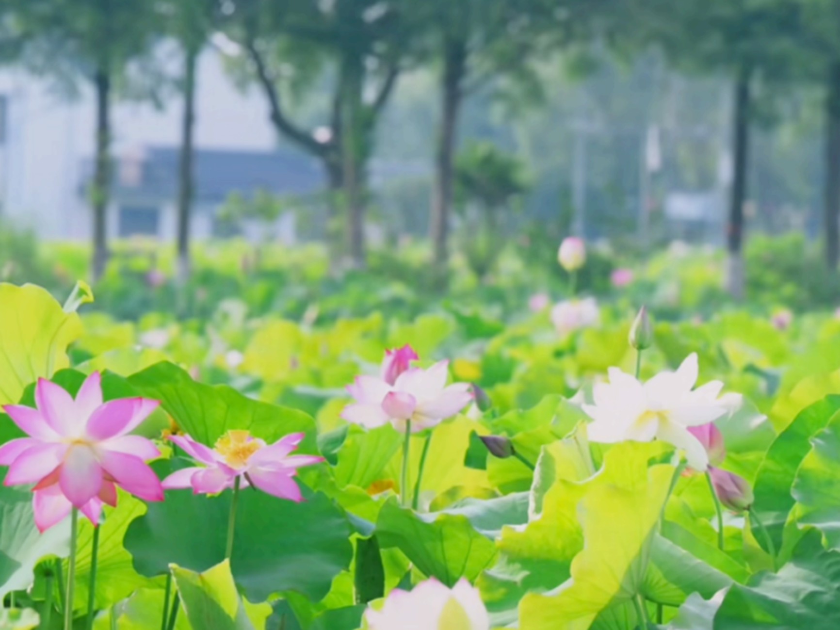 文旅商体展农资讯:青浦区2025年7月活动速览! 文旅商体展农资讯:青浦区2025年7月活动速览!