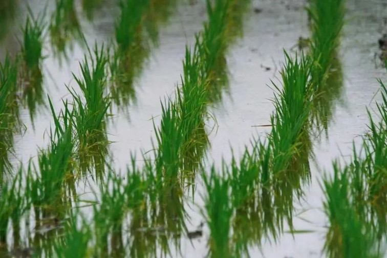 入选“国”字号!这几种青浦特色农产品,每一款都超赞~ 入选“国”字号!这几种青浦特色农产品,每一款都超赞~