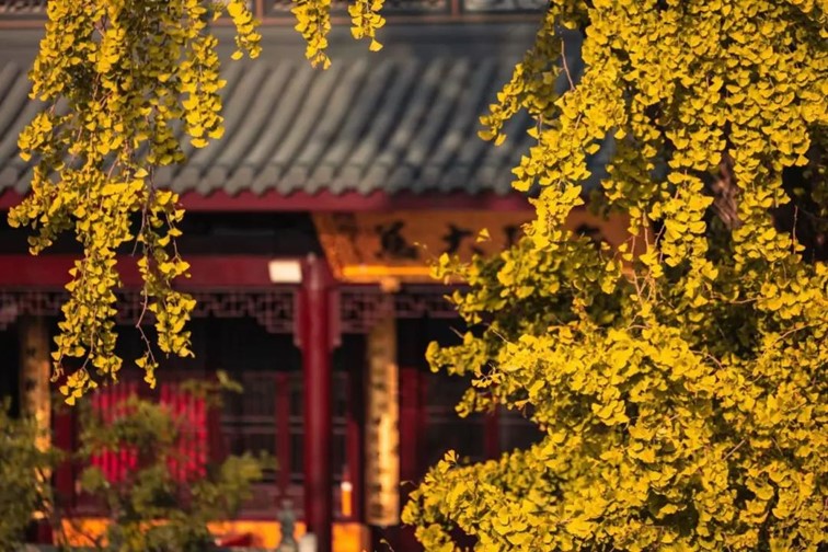 银杏落金,青浦迎来了年度“最闪亮”时刻! 银杏落金,青浦迎来了年度“最闪亮”时刻!