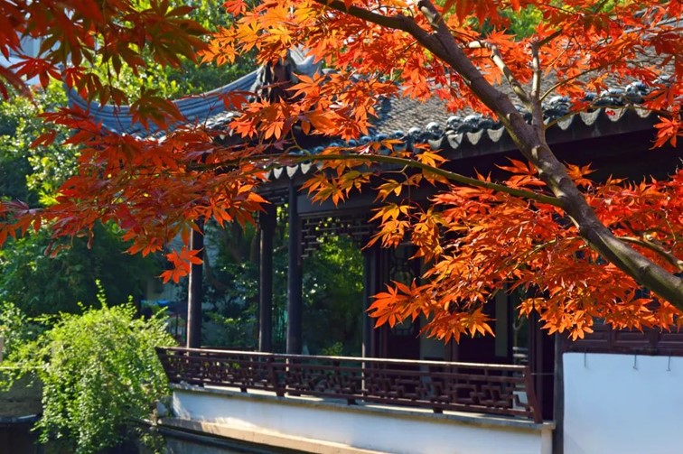 香满秋·一起游|人间十月,桂香满襟!青浦绝佳赏桂地,原来在这里! 香满秋·一起游|人间十月,桂香满襟!青浦绝佳赏桂地,原来在这里!