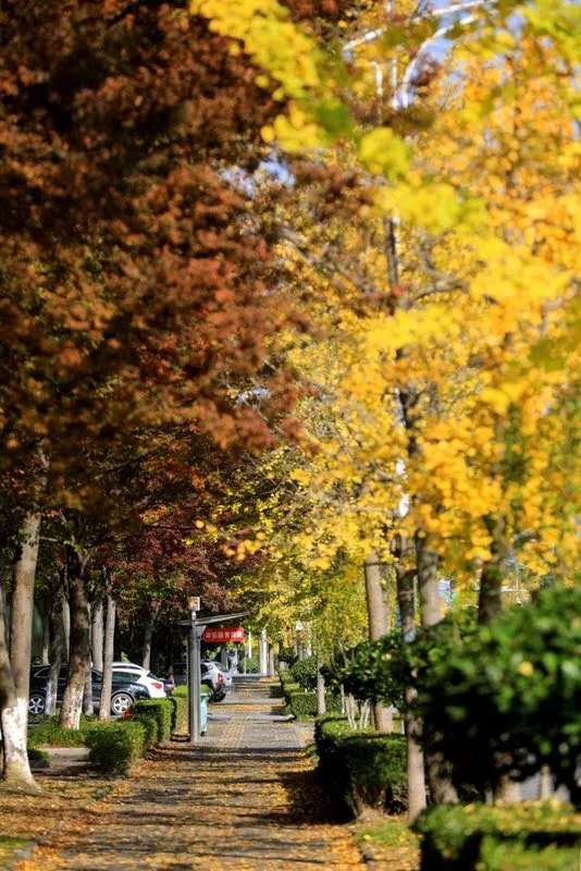 银杏落金,青浦迎来了年度“最闪亮”时刻! 银杏落金,青浦迎来了年度“最闪亮”时刻!