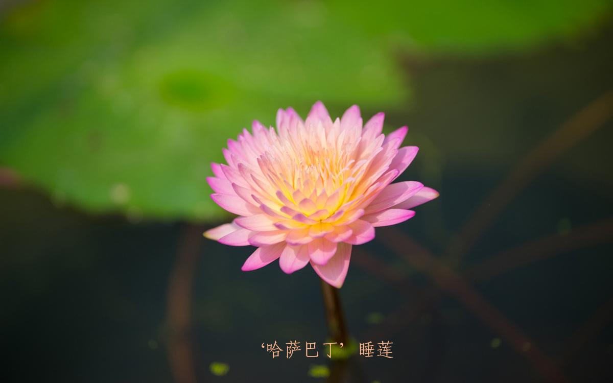 02、‘哈萨巴丁’睡莲.jpg 02、‘哈萨巴丁’睡莲.jpg