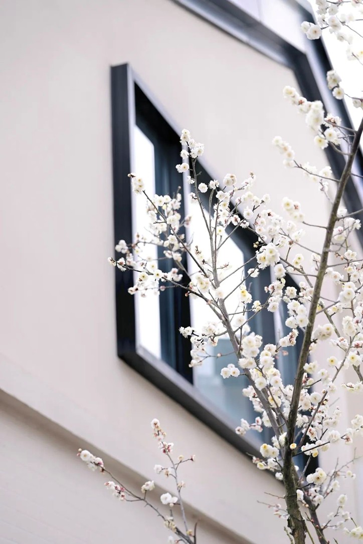 江南梅花季丨“梅”美与共！住在青浦花影中，盼君缓缓归矣