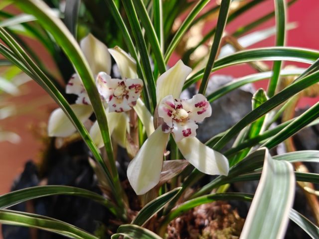 0305_100556_494.jpg 微信图片_2025-03-05_100451_066.png