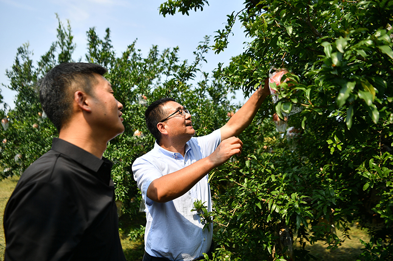 7陕西省西安市临潼区园艺工作站工作人员(右)与当地石榴种植大户交流果品长势(2022年9月26日摄)。新华社记者 张博文 摄.jpg 7陕西省西安市临潼区园艺工作站工作人员(右)与当地石榴种植大户交流果品长势(2022年9月26日摄)。新华社记者 张博文 摄.jpg