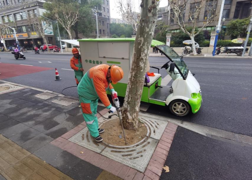 行道树“冬令进补”大有讲究 今年10月底至明年4月前 全市170多万株行道树完成冬修