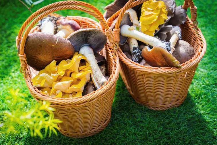 随着镜头中的涟漪,在水韵流转中感受青浦水美乡村 随着镜头中的涟漪,在水韵流转中感受青浦水美乡村