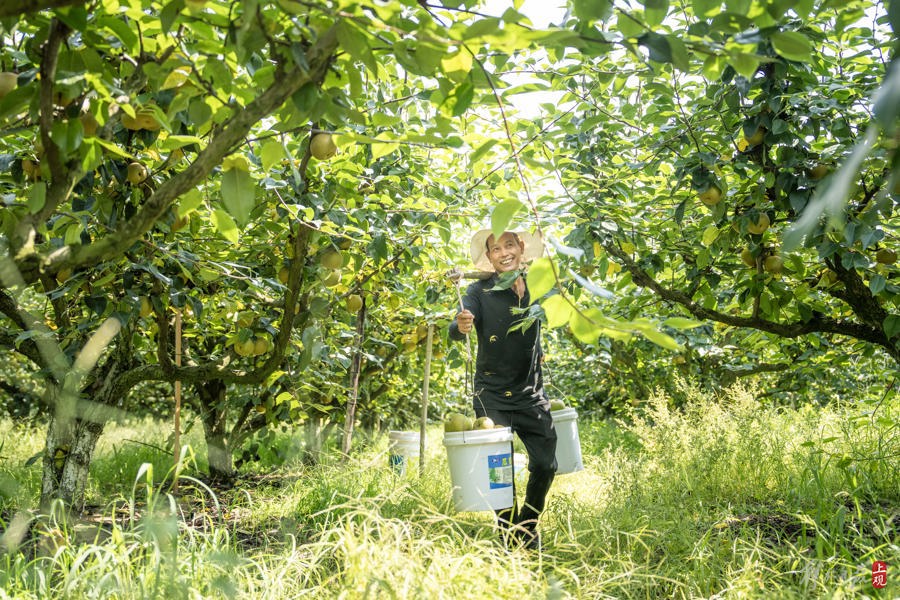 蜜梨丰收.jpg