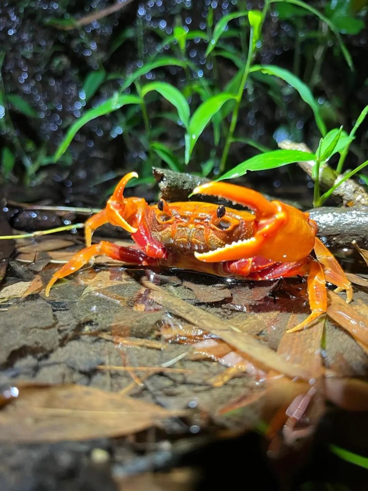 柿子熟了,快来青浦邂逅最“甜蜜”的秋!再不来就要等一年了! 柿子熟了,快来青浦邂逅最“甜蜜”的秋!再不来就要等一年了!