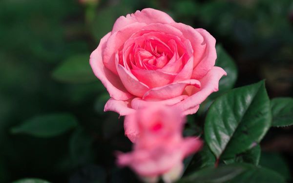 花宫娜.jpg 花宫娜.jpg