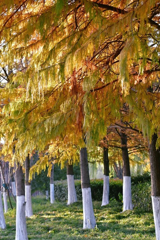 2026逛青浦环城水系公园指南