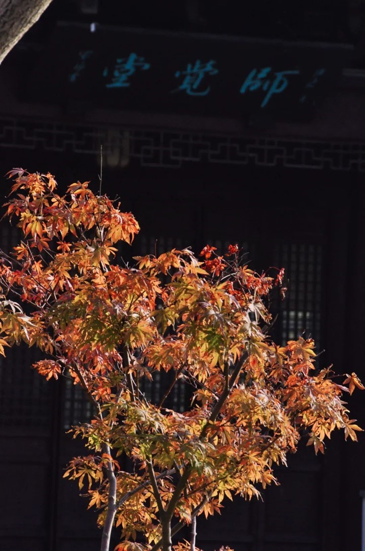 寒风乍起，秋意正浓，你想要的绝色秋光就藏在青浦！