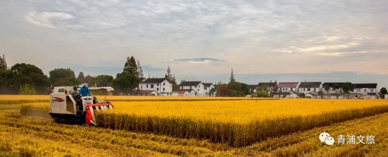 香满秋·一起游丨去青浦来场CountryWalk，遇见金秋盛景！