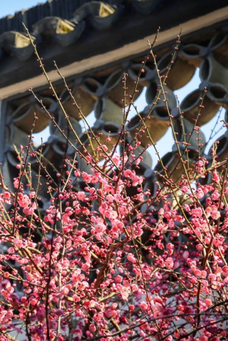 江南梅花季丨“梅”美与共！住在青浦花影中，盼君缓缓归矣