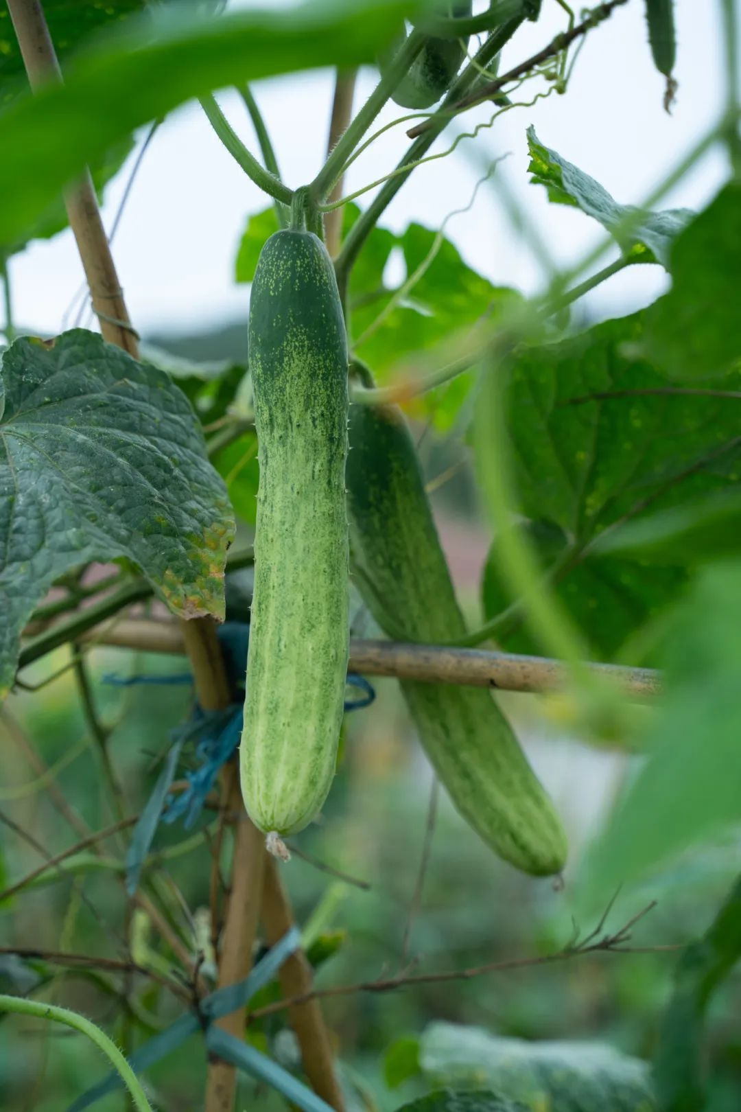跟着赛事来崇明旅行362.png 跟着赛事来崇明旅行362.png