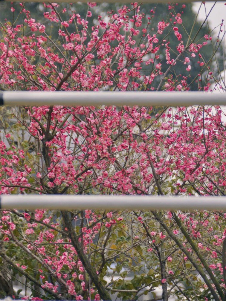 江南梅花季丨开往春天的列车已上线！抓紧冲，青浦梅花已绽放80%！