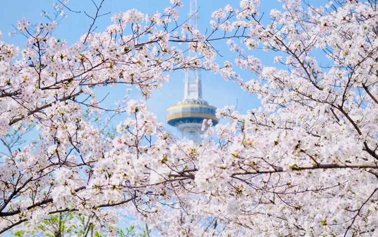 上班暂停一下!快来青浦看樱花雨 上班暂停一下!快来青浦看樱花雨