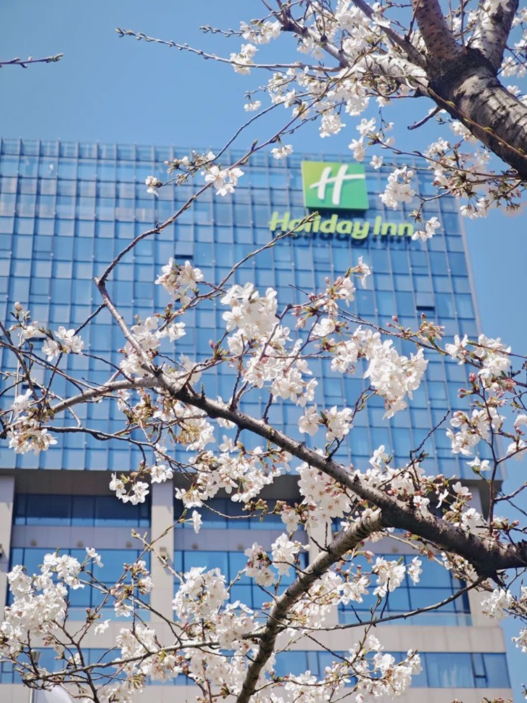 上班暂停一下!快来青浦看樱花雨 上班暂停一下!快来青浦看樱花雨