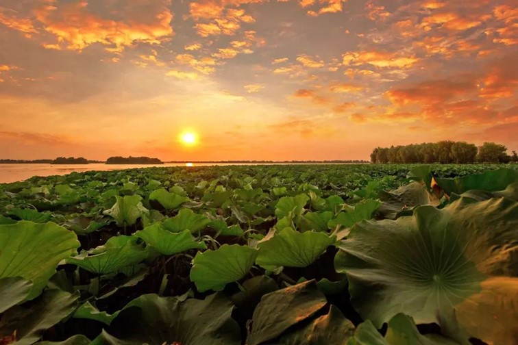 秋水伊人,来青浦,乘坐公共交通邂逅初秋水岸的一缕风凉! 秋水伊人,来青浦,乘坐公共交通邂逅初秋水岸的一缕风凉!