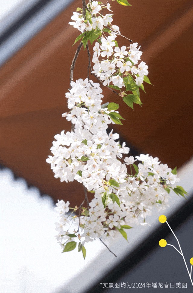 上班暂停一下!快来青浦看樱花雨 上班暂停一下!快来青浦看樱花雨