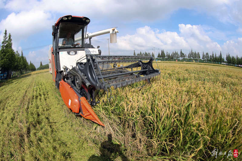 在金山区廊下镇万亩粮田内,由科学家罗利军团队培育的节水抗旱稻“八月香”雪花粳正式开镰。.jpeg 在金山区廊下镇万亩粮田内,由科学家罗利军团队培育的节水抗旱稻“八月香”雪花粳正式开镰。.jpeg