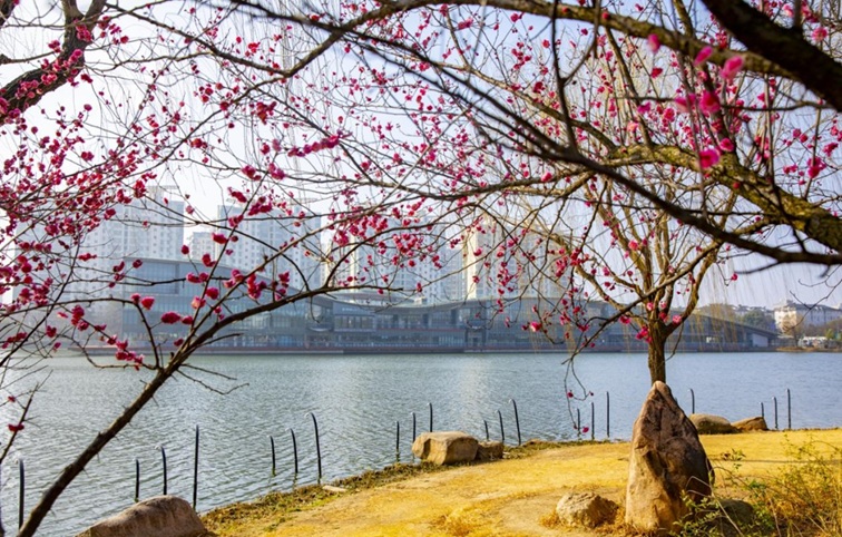 沪水畔,慢时光!梅花映水,到青浦赏梅品水 沪水畔,慢时光!梅花映水,到青浦赏梅品水