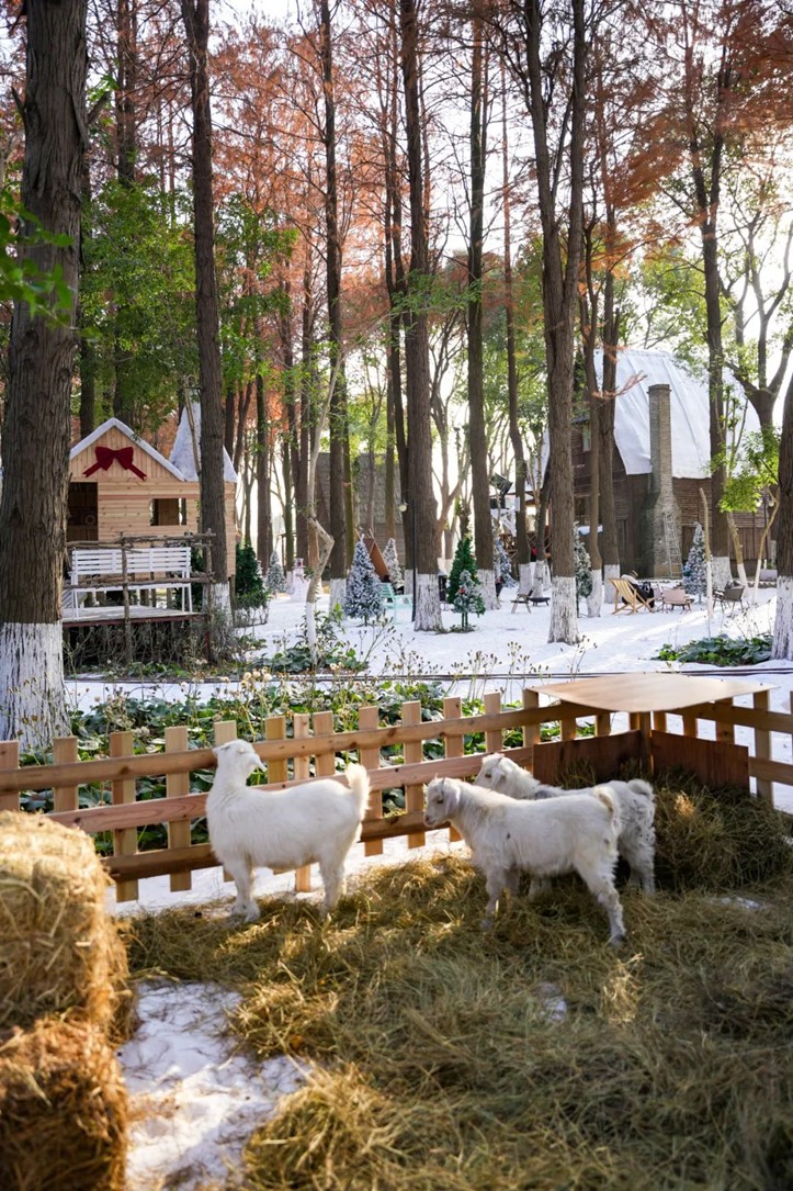 过大年·来青浦丨“蛇”我其谁~青浦近50场新春活动等你“过·来”玩！