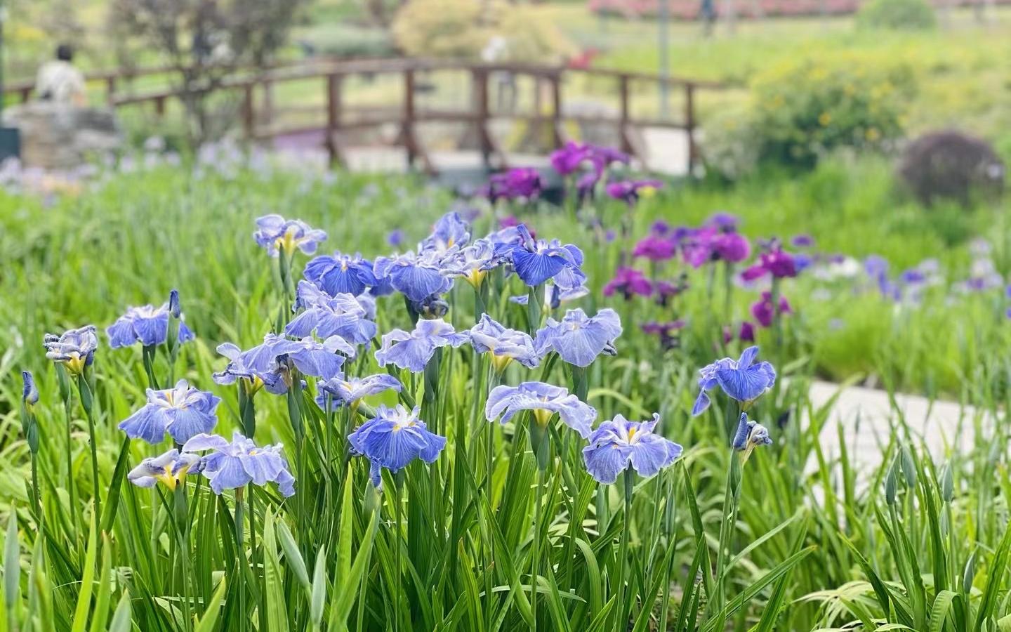 植物园鸢尾园1.jpg