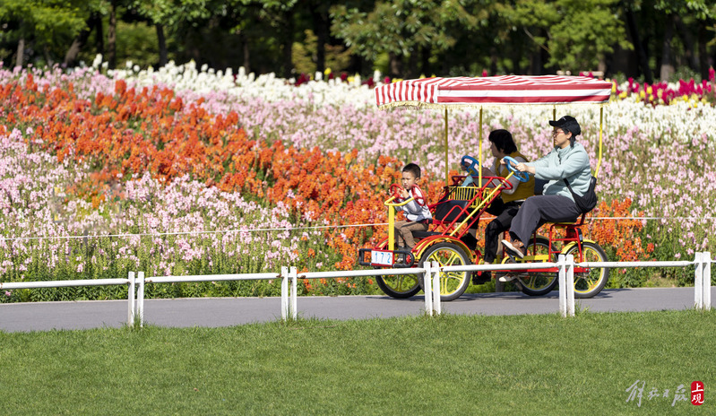 世纪公园内的“七彩花田”已进入最佳观赏期.jpeg