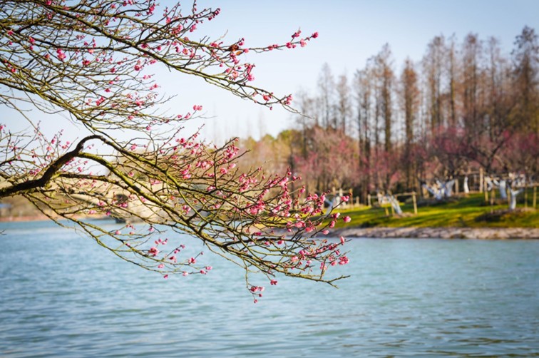 江南梅花季丨开往春天的列车已上线！抓紧冲，青浦梅花已绽放80%！