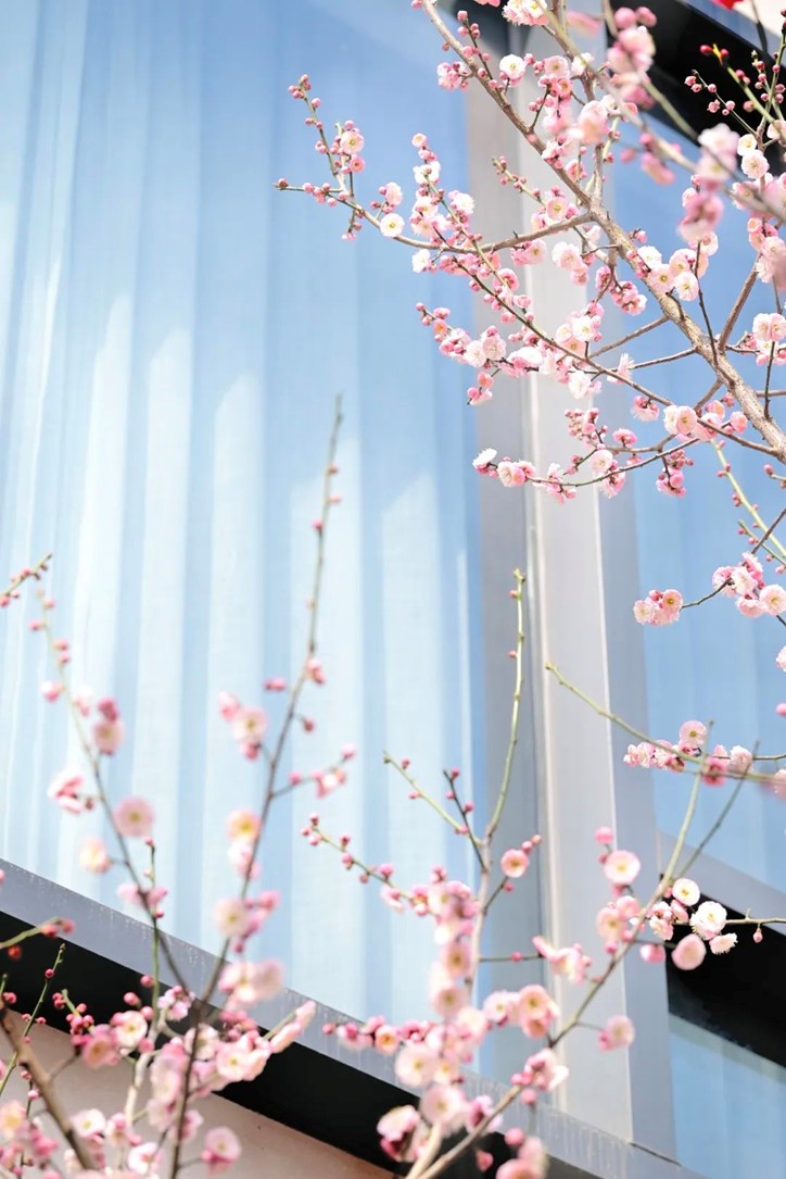 江南梅花季丨“梅”美与共！住在青浦花影中，盼君缓缓归矣