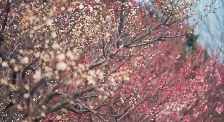 江南梅花季丨开往春天的列车已上线！抓紧冲，青浦梅花已绽放80%！