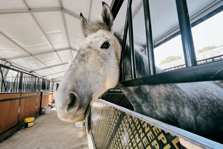 会·聚青浦|这条既City又Country的旅“行”,才是当代人的最爱! 会·聚青浦|这条既City又Country的旅“行”,才是当代人的最爱!