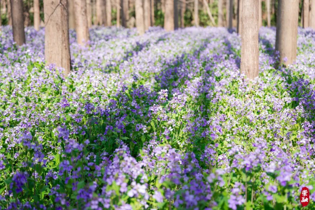 春风如贵客443.png 春风如贵客443.png