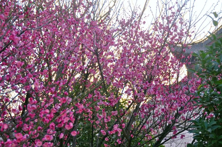 江南梅花季丨开往春天的列车已上线！抓紧冲，青浦梅花已绽放80%！